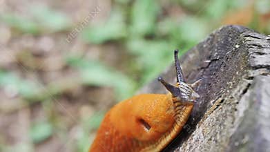 Spanish slug snail crawling up the tree stump