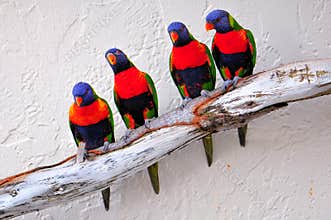 Four Lorikeet birds on branch