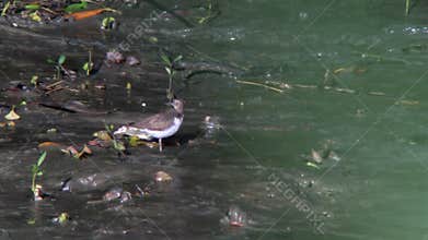 Sandpipers Preening in a Natural Wetland