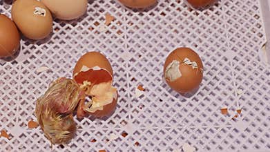 Chicks hatching from eggs in warm setting on farm during spring season