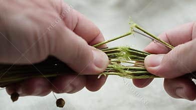 Hands showing the structure of the fibrous stalk of flax.