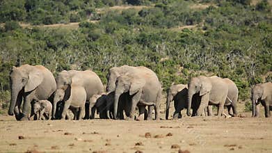 African elephant herd