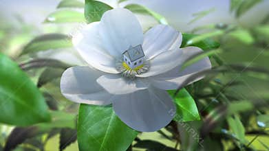 Growing magnolia flower time lapse with house