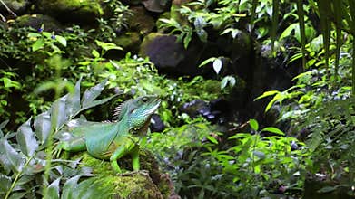 Iguana in Green Wild Amazon Jungle