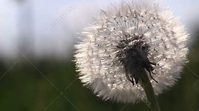 Dandelion in the sunset movie