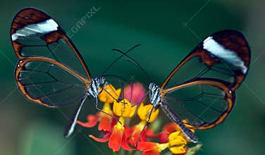 Glasswing Butterflies