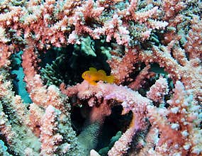 Citron Coral Goby on Stag Acropora Coral