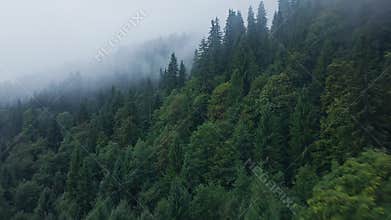 Misty Forest Landscape The Unforgettable Tranquil Beauty of Natures Wonders and Splendors