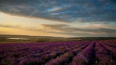Lavender field under blue sky with clouds at sunset.