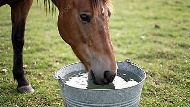 Close Up of Chestnut Horse Drinking Water from Metal Bucket in Grassy Field with Sunlight Reflections Animal Hydration Natural