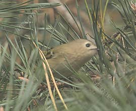 Goldcrest (Regulus regulus) perched on branch