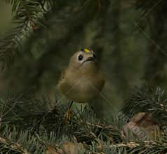 Goldcrest (Regulus regulus) perched on branch