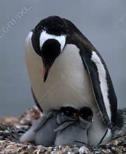 Penguin mam with two chicks