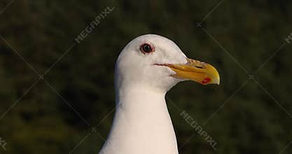Very close up view of white Seagull bird durng sunset