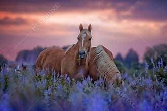 Horses in flowers field at sunrise