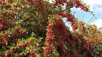 Landscapes with pyracantha are widely used in Italian cities, adding vitality to the environment