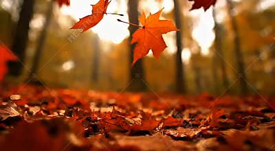 Slow Motion Autumn Leaves Falling