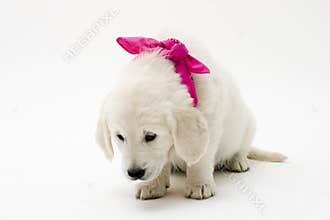 Puppy love