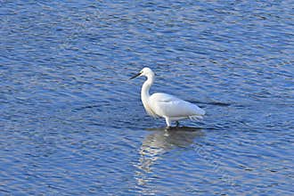 A Little Egret , Egretta garzetta, catches fish at low tide