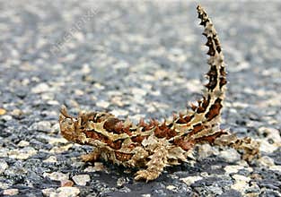 Moloch horridus aka Thorny Devil
