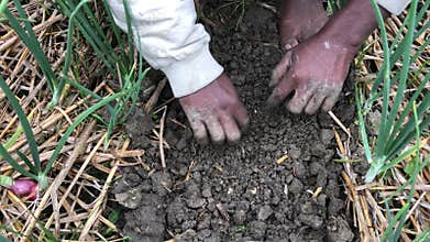 Farmer Planting Cucumber Seeds Inside Onion Field Rural Agriculture 4K High Quality Video