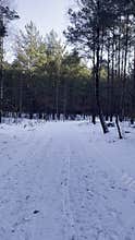 A man walks through a snowy forest, admiring the beauty around him.