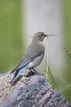 Female bluebird with nesting material in mouth