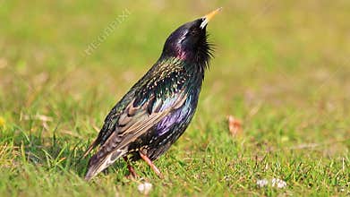 Common starling Sturnus vulgaris , singing and preening its spotted feathers in spring