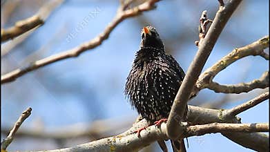 Common starling Sturnus vulgaris sitting on a bare tree branch and preening its spotted feathers