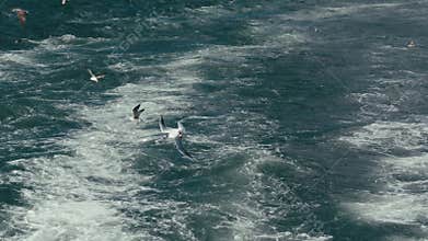 Seagulls following a ferry in Izmir Turkiye