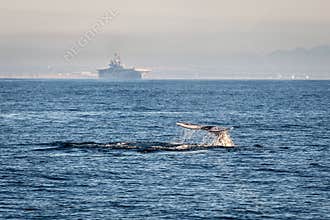 California Whale