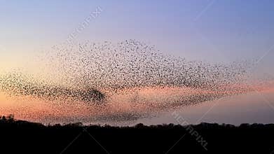 Starlings murmuration flying in synchronized aerial display forming dynamic shapes against a sunset sky