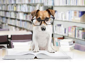 Smart dog reading book