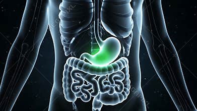 Anatomy Scan Revealing Human Stomach Organ Inside Chest Cavity on Dark Background Medical Scan Stomach Disease Study
