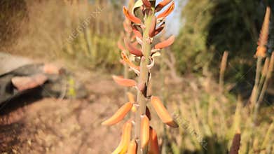 Flowering Aloe Vera plant, close up footage