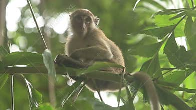 Monkey sitting on a branch