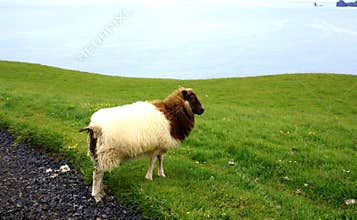 Iceland Sheep