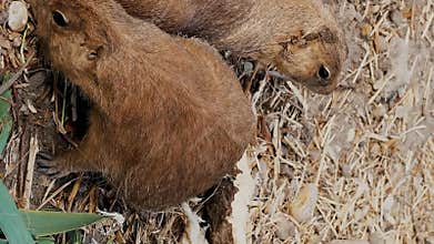 Small prairie dogs foraging for food near wooden roots on ground. Herbivorous