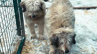 Dog in animal shelter. Homeless dog in cage. Dogs waiting for adoption