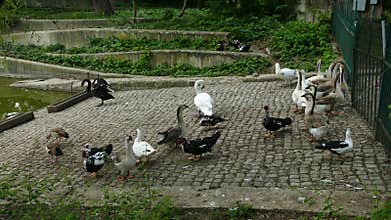 Group of waterfowl, including black and white swans, geese, and ducks, resting near a pond in a park
