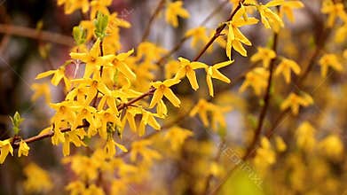 Close up of bright yellow spring flowers of forsythia blooming