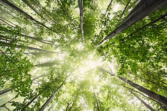 Beautiful nature at morning in the misty spring forest with sun