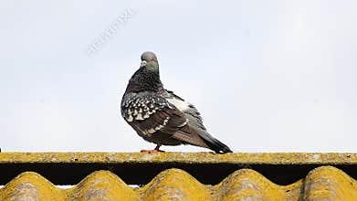Feral pigeon sitting on an old slate roof and preening its feathers against a bright sky