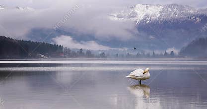 White swan preening on a calm mountain lake
