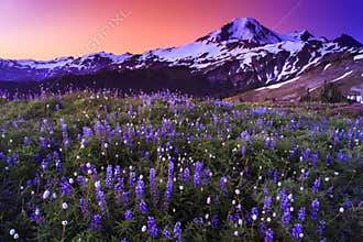 Volcano and flowers in stunning color