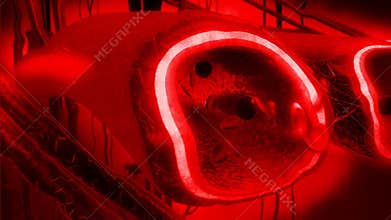 Human blood arteries and veins