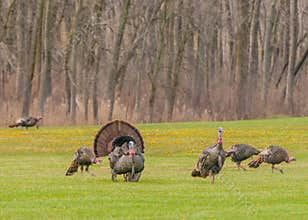 Wild Turkey (Meleagris gallopavo)