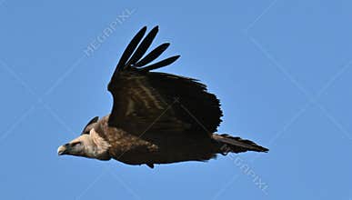 Gyps fulvus – Griffon Vulture (Buitre Leonado) in flight
