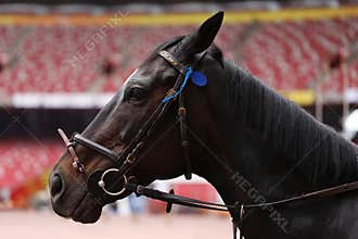 Horse Head