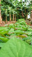 sweet potato leaves are arranged in very long rows